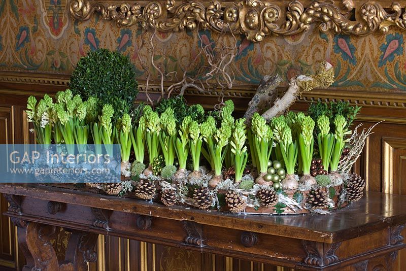 Christmas decoration with Hyacinths