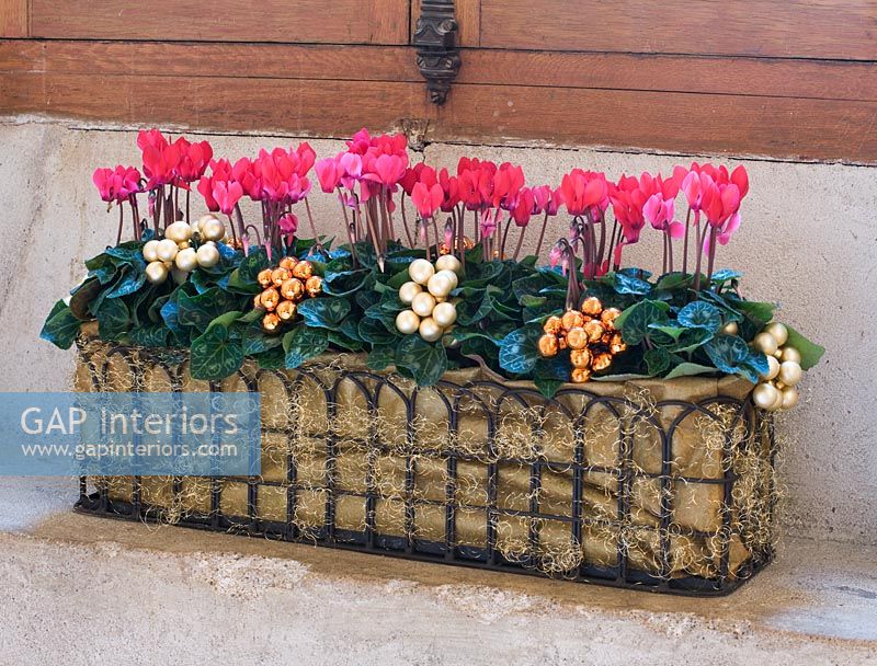 Cyclamen in trough decorated with baubles
