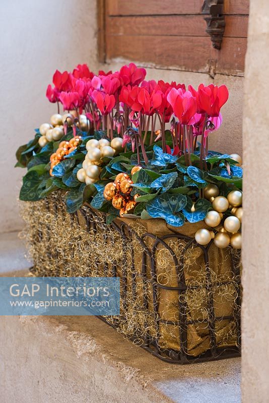 Cyclamen in trough decorated with baubles