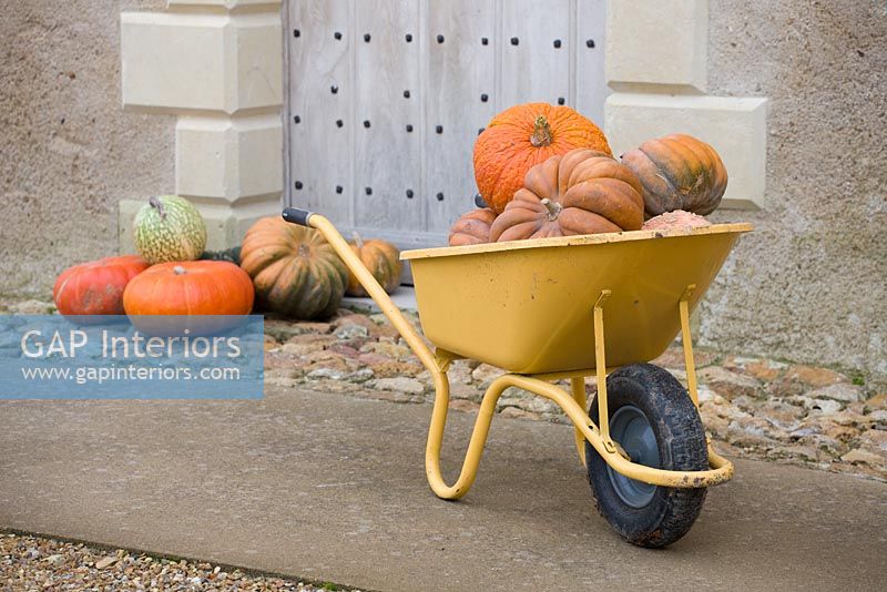 Wheelbarrow full of pumpkins