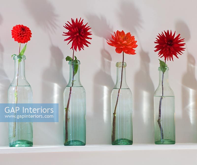 Row of vintage glass bottles with Dahlias