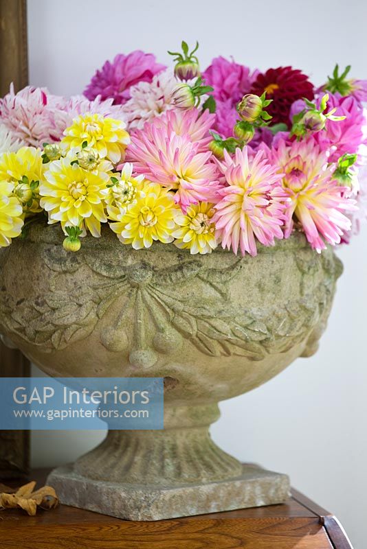 Stone urn filled with Dahlias