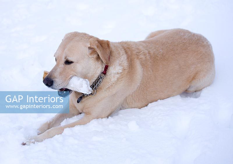 Labrador in snow