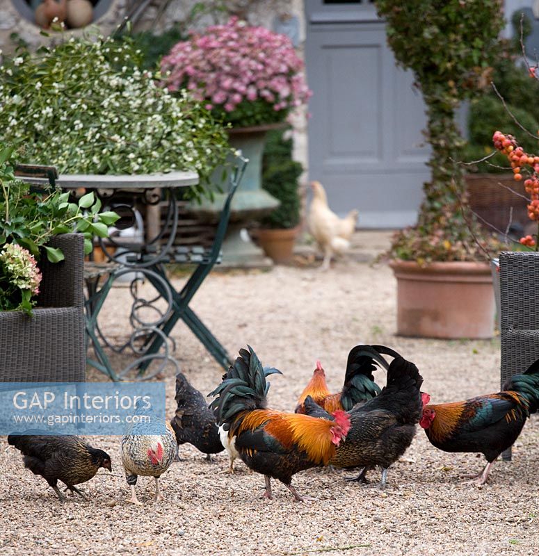 Chickens in courtyard garden, France