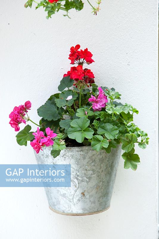 Wall mounted zinc container with Geraniums