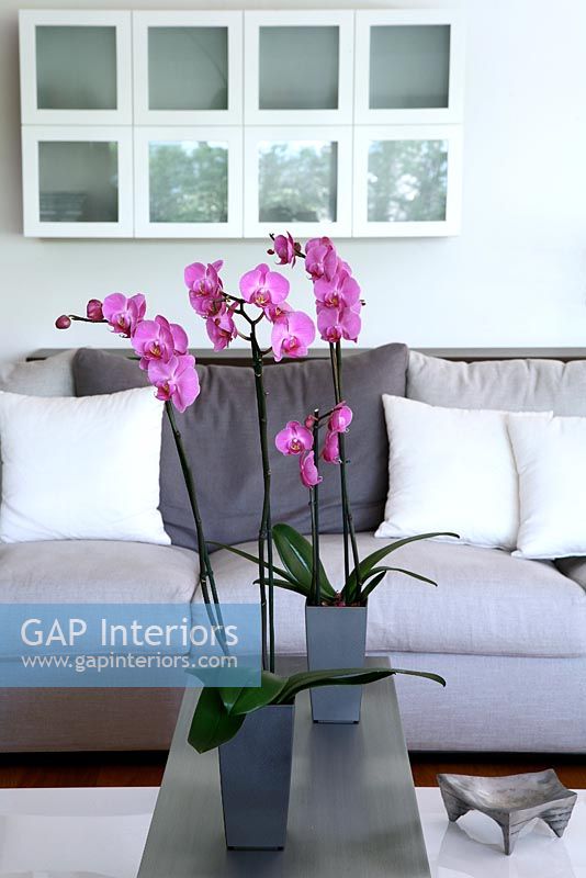 Orchids on modern coffee table