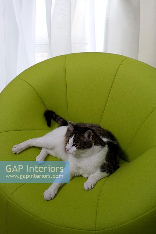 Pet cat sitting on modern armchair