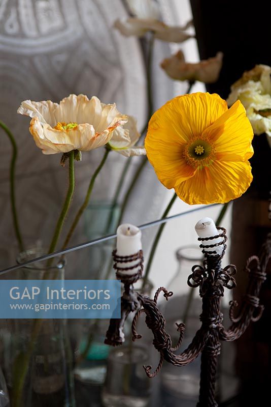 Yellow Poppies in glass vases
