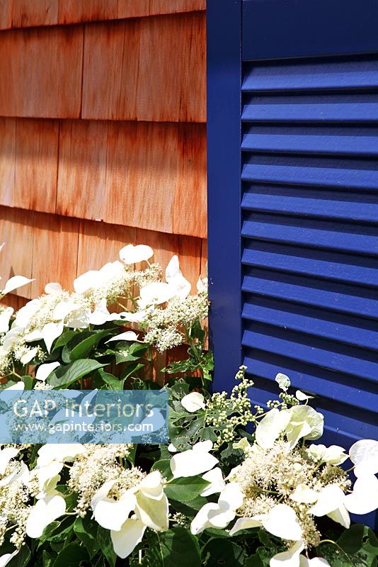 Blue shutters and white Hydrangea