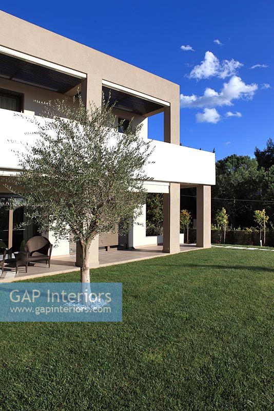 Contemporary house and garden with Olive tree