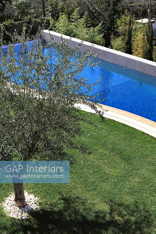 Modern garden with Olive tree and pool
