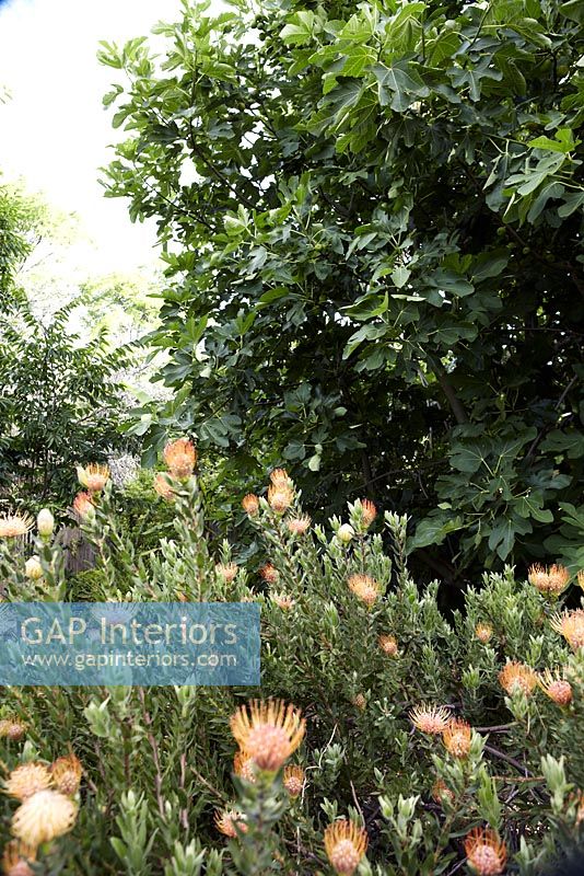 Protea growing in tropical garden