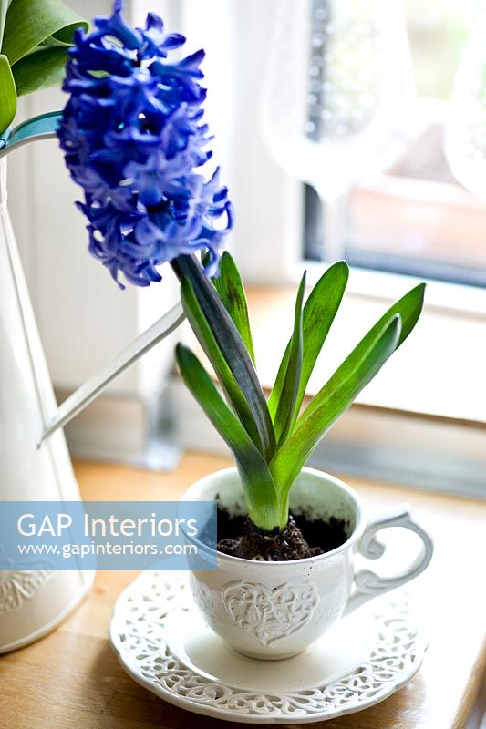 Hyacinth planted in white teacup