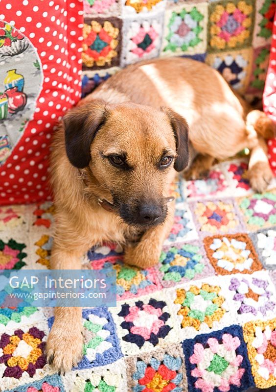 Pet dog sitting on woollen blanket