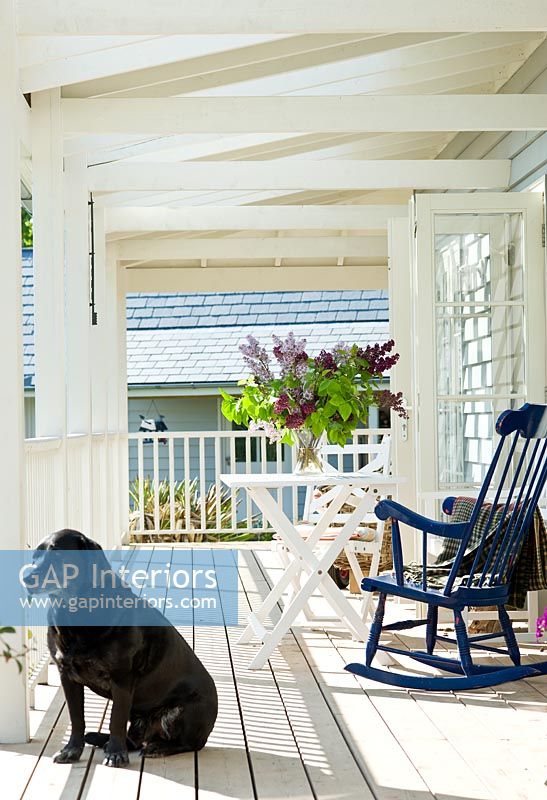 Pet dog sitting on veranda