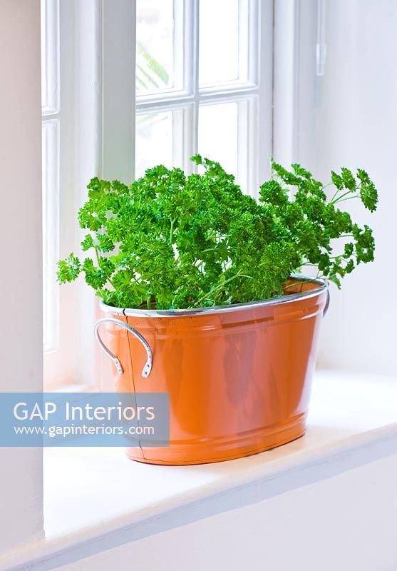 Parsley in orange metal container