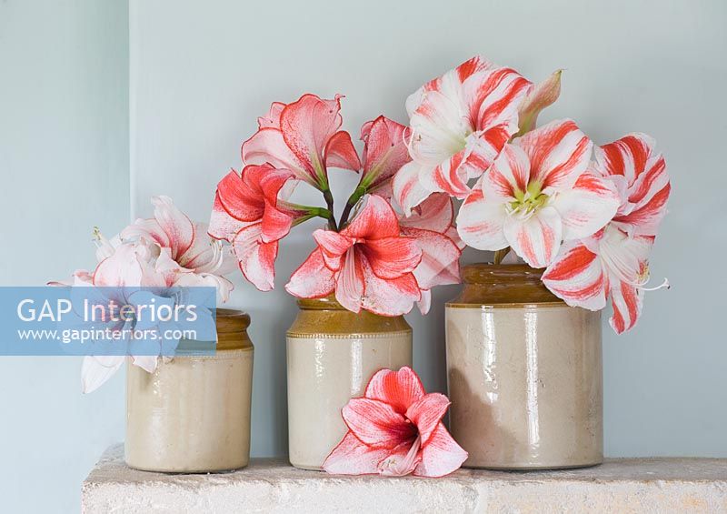Amaryllis 'Temptation', 'Charisma' and 'Clown' flowers in earthenware jars