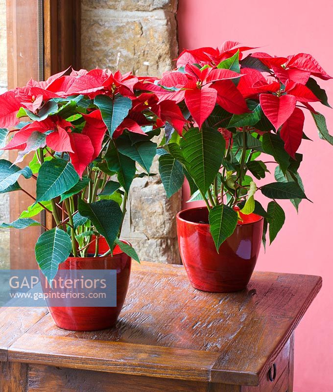 Poinsettias in red pots on wooden table at christmas
