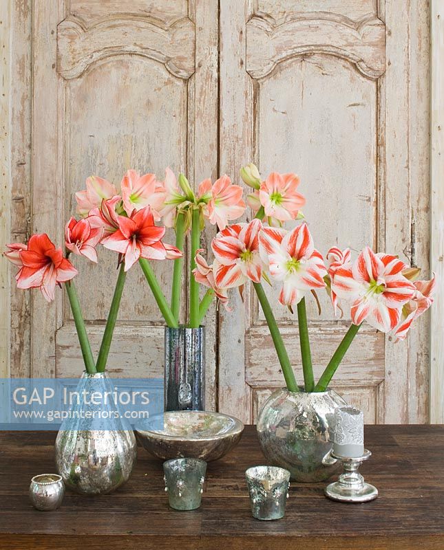 Amaryllis 'Clown', 'Charisma' and 'Darling' flowers in metal vases