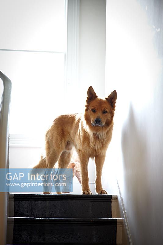 Pet dog standing at top of stairs