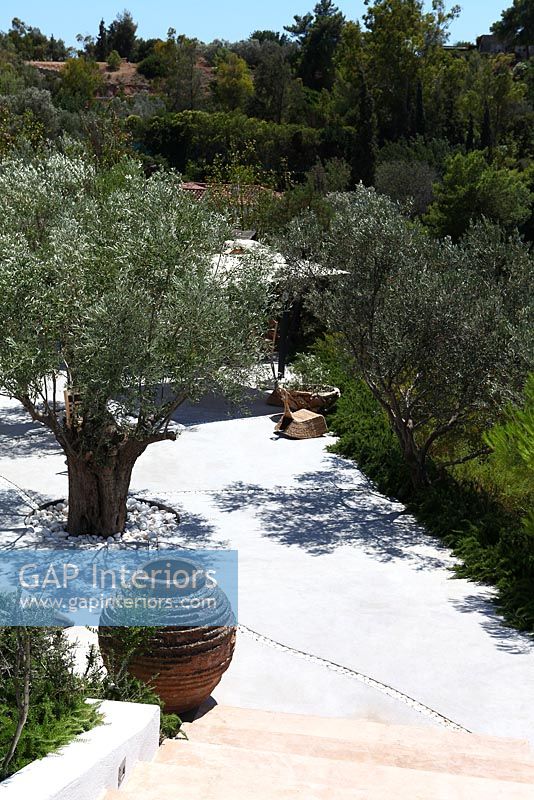 Patio garden with mediterranean planting