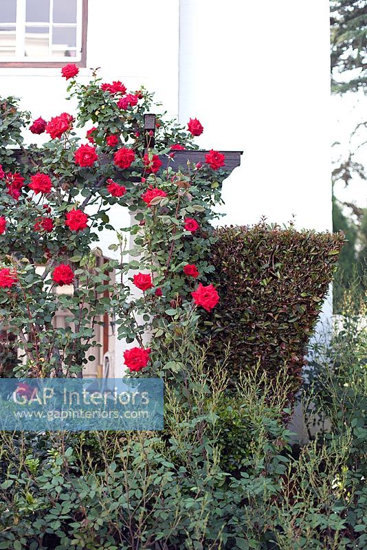 Colourful border with climbing Rose bush