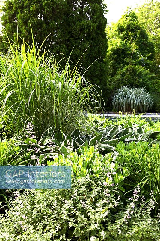 Border of Ornamental grasses, Catmints and Hostas