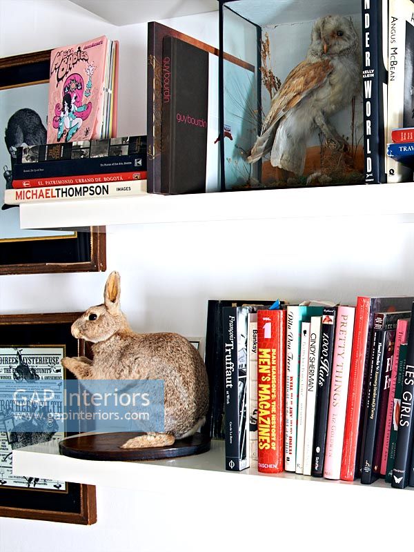 Bookshelves with taxidermy display