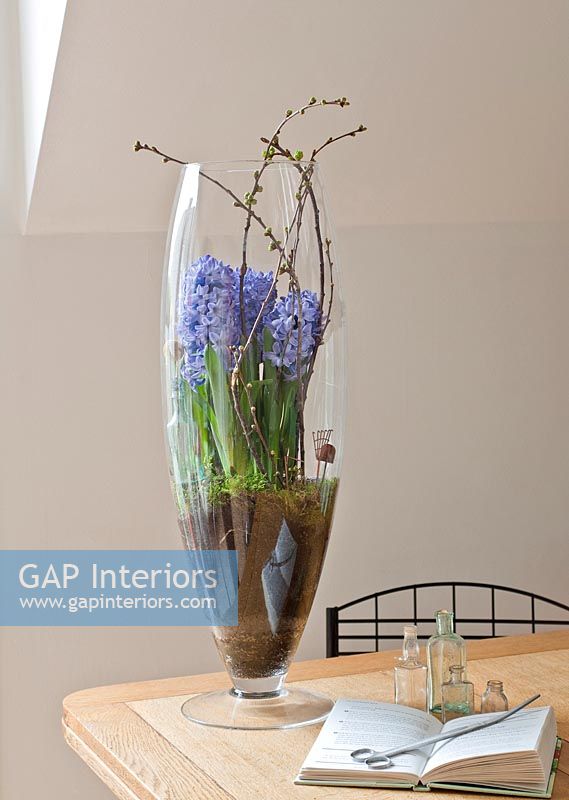 Hyacinths planted in large vase
