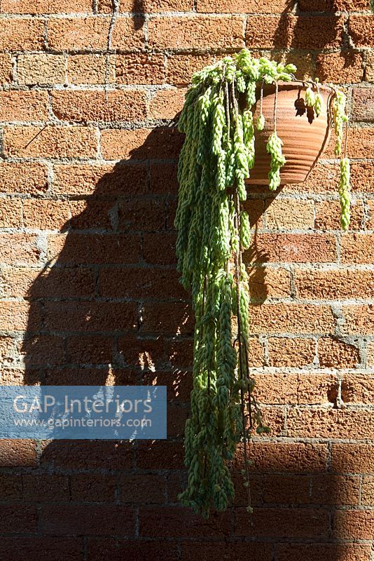 Wall mounted plant pot