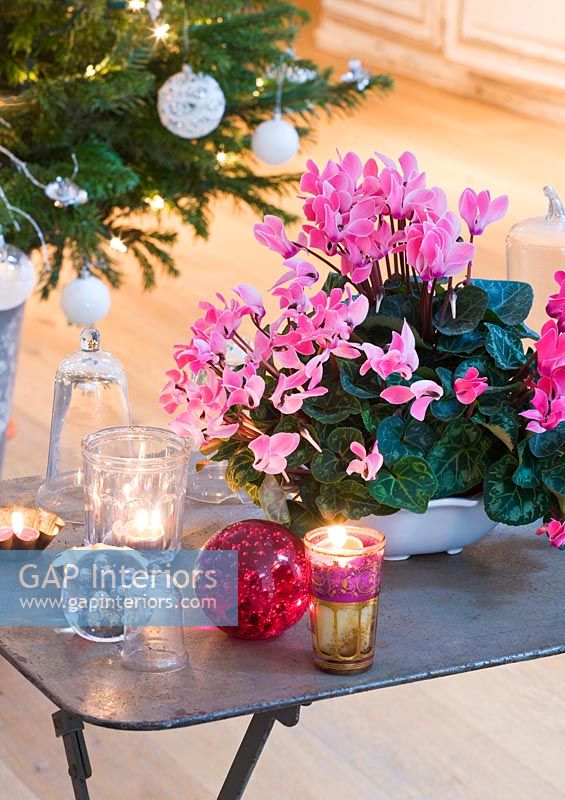 Christmas decorations with Cyclamen in pot