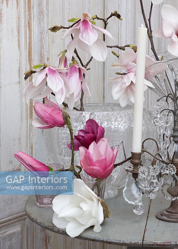 Magnolia stems in glass vase