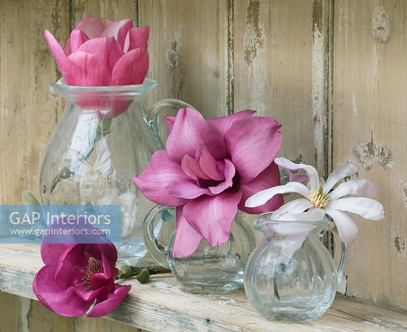 Magnolia flowers in glass vases