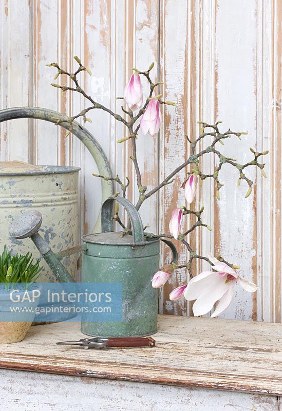 Magnolia branches in galvanized watering can