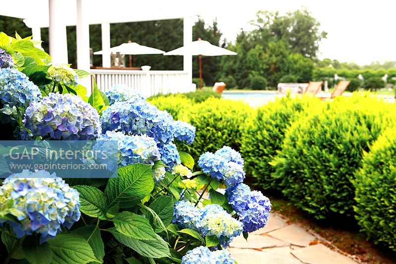 Border of Hydrangeas and clipped conifers