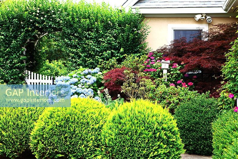 Border of Hydrangeas, clipped conifers and Japanese Maples