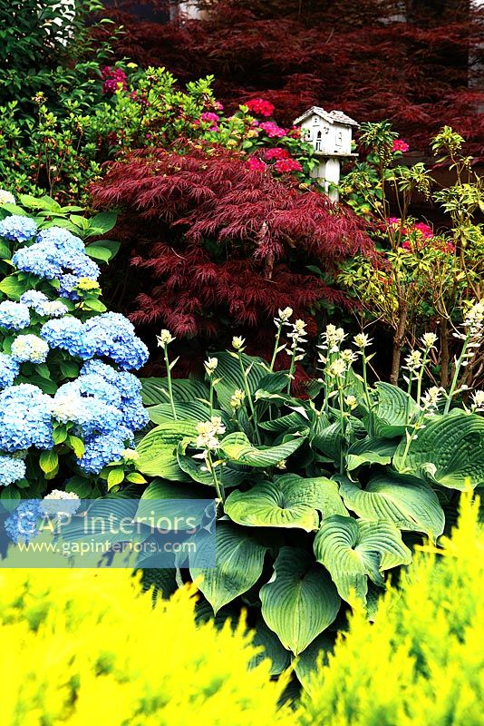 Colourful border of Hosta, Hydrangea and Japanese Maples