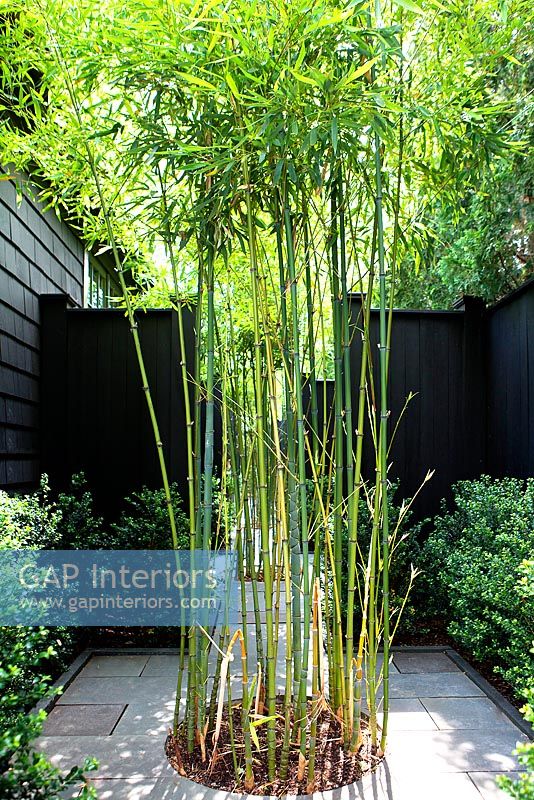 Bamboo growing in circular border