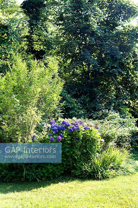Country garden with flowering Hydrangeas
