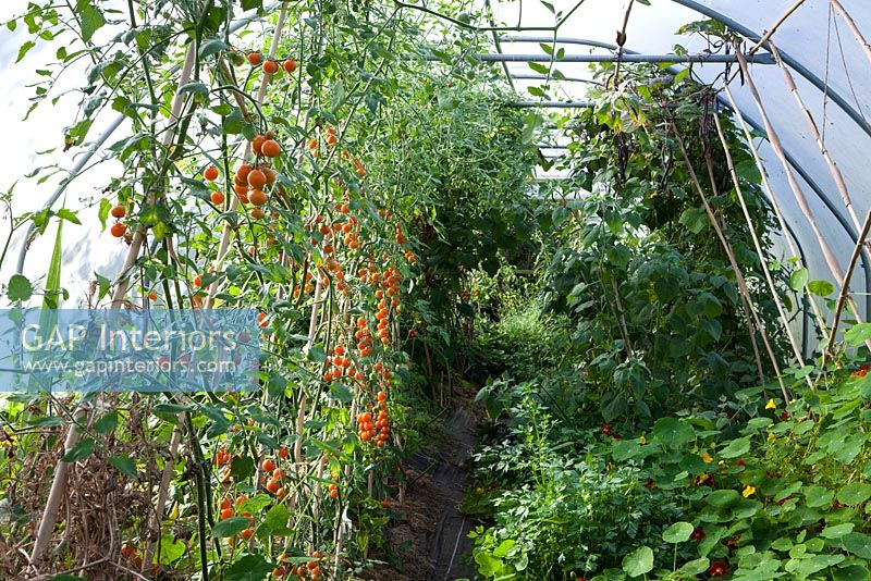 Tomatoes and Nasturtiums growing in polytunnel