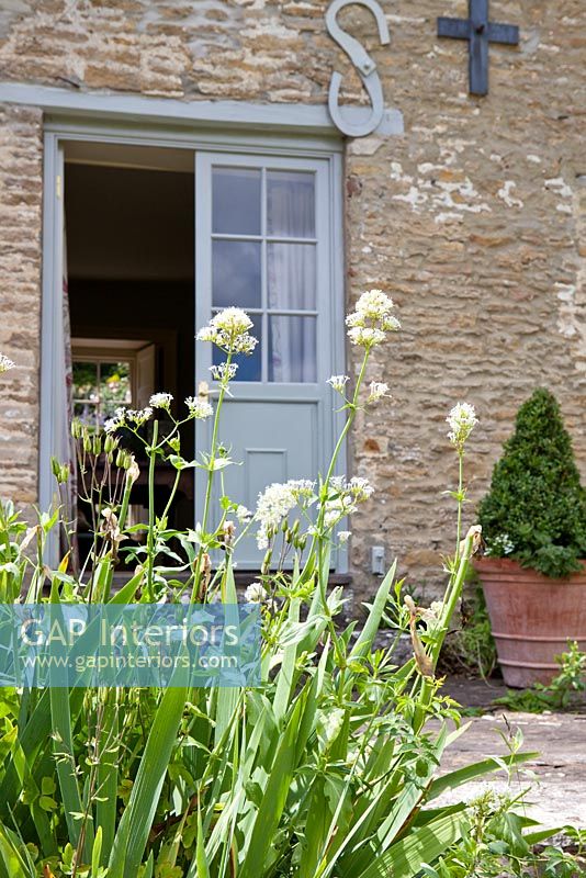 White Valerian growing by farmhouse door