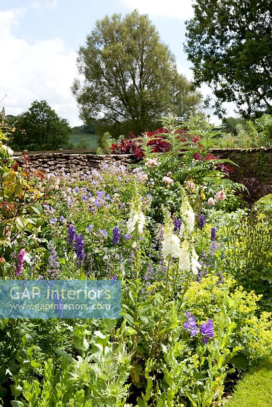 Foxgloves, Delphinium and Ladys Mantle growing in borders