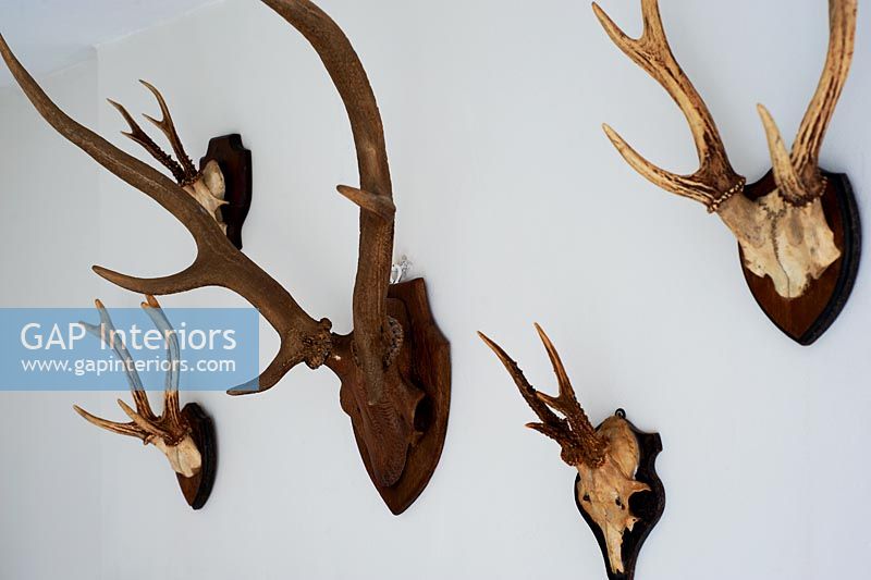 Display of antlers on wall