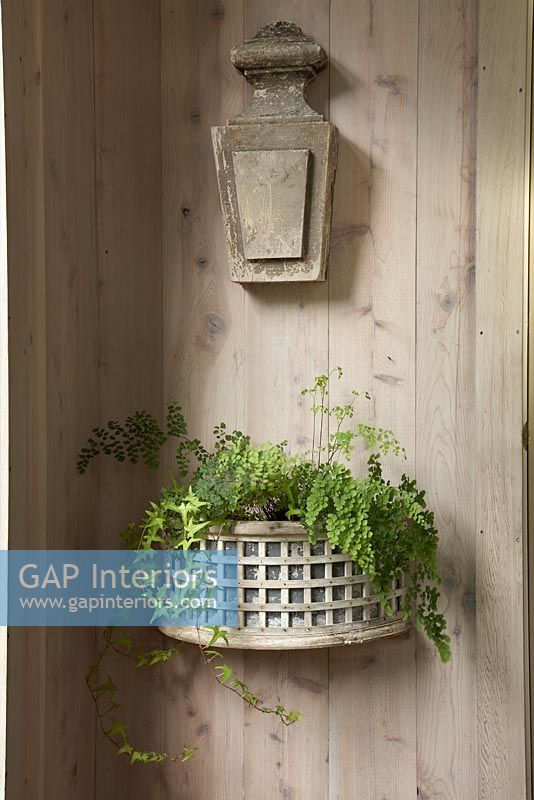Ferns in wall mounted container