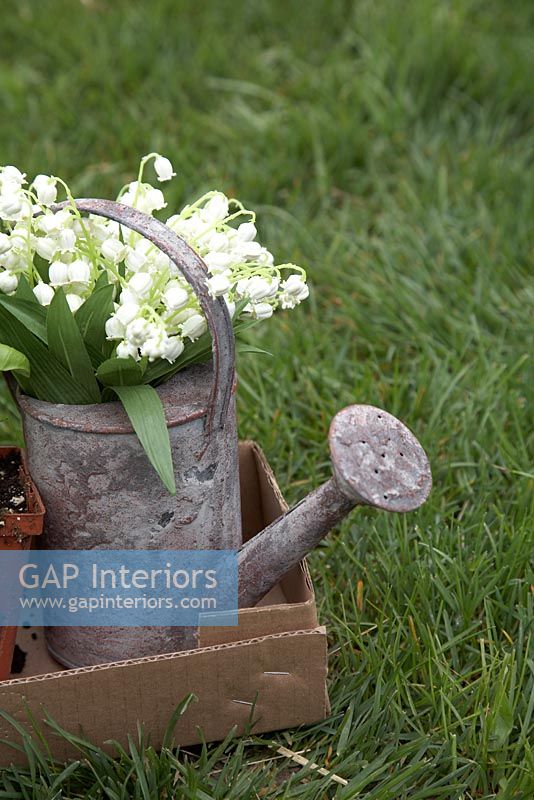Bunch of Lily of the Valley flowers in galvanized watering can