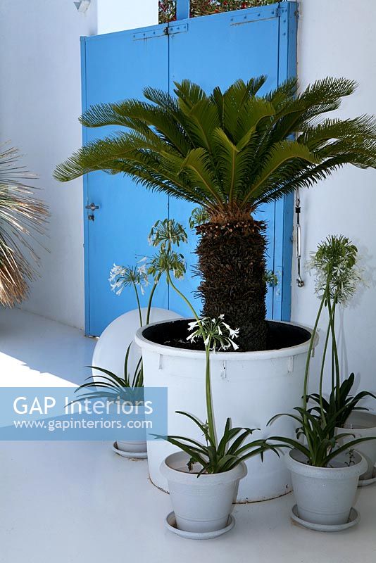 African Lilies and Palm tree in white pots