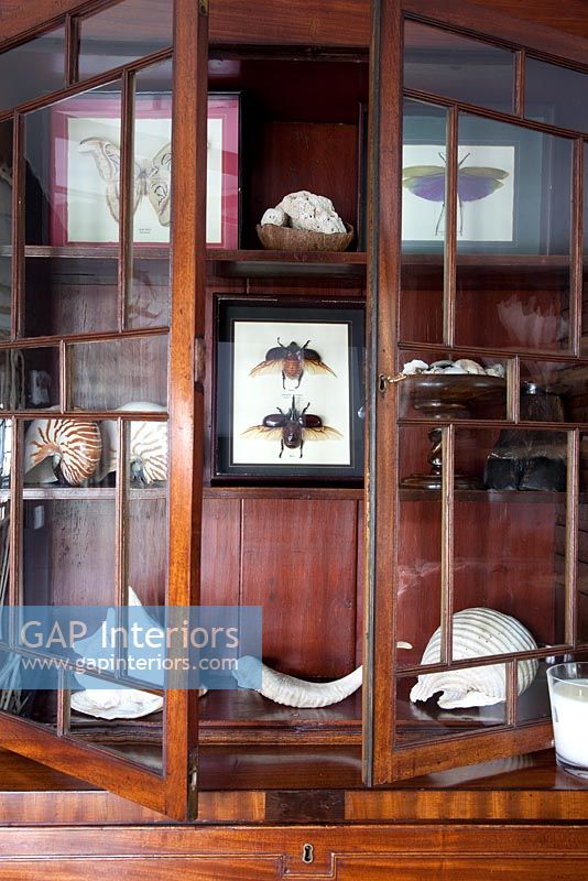 Shells and framed insect collections in dresser