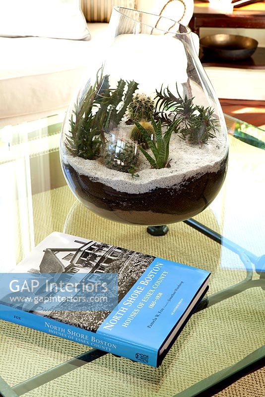 Cacti in glass vase