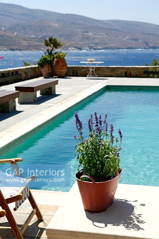 Pot of Lavender by swimming pool