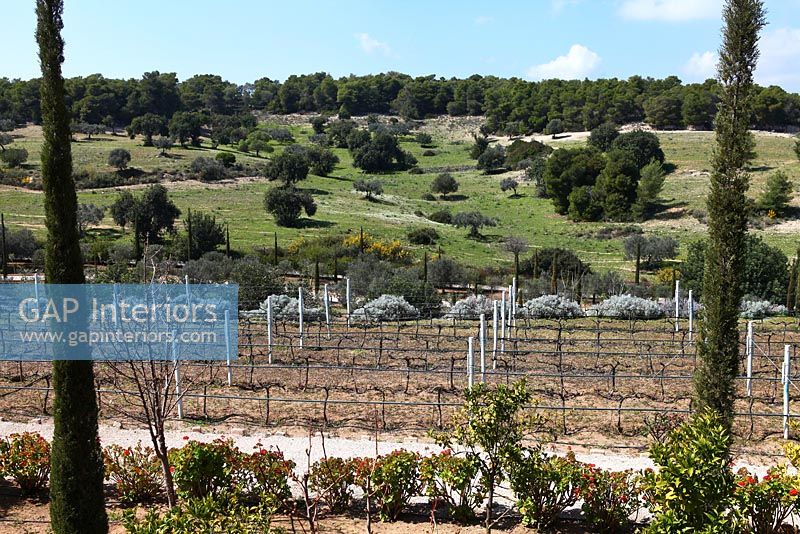 View of vineyard, Greece